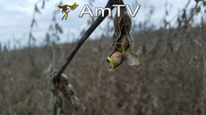 AMTV: Arranque negativo de los granos. Podría caer 10 mill/Tns la cosecha de maíz en Brasil