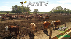 AMTV: Productores de EEUU dan prioridad a la soja. La siembra avanzó 55%