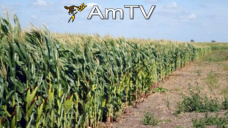 AMTV: El mercado granario se empieza a recuperar luego de las fuertes pérdidas