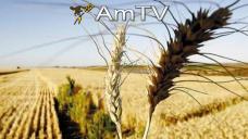 AMTV: Previo al Reporte Trimestral del USDA, la soja registra ganancias y el maíz se mantienen estable