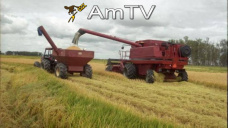 AMTV: La soja  en terreno negativo y con incentivo para liquidación por parte de fondos de inversión