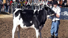 AMTV: No habrá competencia Holando en La Rural. Alzas para maíz y trigo