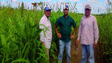 AMTV: Las cerealeras liquidaron U$S 15 mil millones en lo que va del año