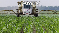 AMTV: Maíz opera sin cambios mientras que la soja registra caídas