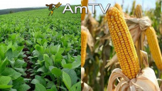 AMTV: La superficie de soja caería en el centro. Soja y maíz a la baja