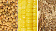 Comienzo de semana con escasos cambios en el mercado de granos