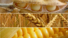 Los granos cotizan con ligeros cambios, y apuntan a finalizar la semana acumulando pérdidas generalizadas