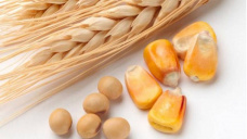 Comienzo de semana con escasas variaciones para los commodities agrícolas