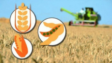 Subas generalizadas en mercados de commodities agrícolas