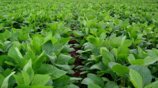 La atención está puesta en la reunión entre EE.UU. y China, y el clima en Sudamérica