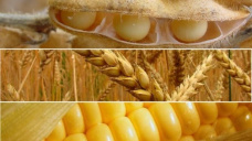 Los granos inician la semana con ligeras variaciones