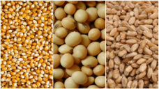 Los commodities agrícolas inician la semana con escasas variaciones