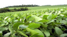 Ligero retroceso para la soja, mientras que los cereales permanecieron estables