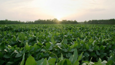 Commodities abren a la baja. La soja opera en u$s 331 y el maíz en u$s 143