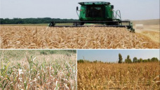 Los granos iniciaron la jornada con nuevas ganancias