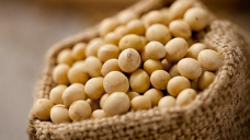 La oleaginosa finalizó sin cambios, mientras que los cereales retrocedieron levemente