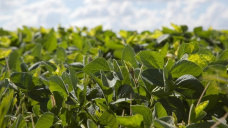 La oleaginosa inicia la semana extendiendo ganancias, mientras que los cereales caen ligeramente