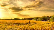 La soja profundiza la caída registrada ayer y opera cuatro dólares más abajo