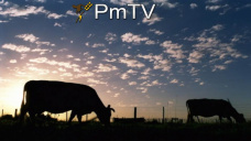 PMTV: Escasas operaciones comerciales en Rosario. La soja cerró a $2.300/Tn.