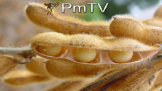 PMTV: Otra jornada bajista para los futuros de granos. Demoras en cosecha de maíz