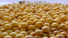 PMTV: El reporte mensual del USDA informó producción de soja en EEUU de 4,5 M/tns