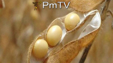 PMTV: Jornada negativa para todos los granos en CBOT; ¿qué pasará la que viene?