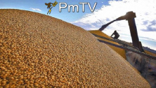 PMTV: La soja revirtió las bajas ajuntando U$S 3/Tn. Cosecha en etapa final