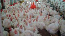 PMTV: La soja se disparó más de U$S 14/Tn. Se estima que la oferta sería suficiente