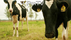 PMTV: La soja trepó casi U$S 10/Tns y el maíz U$S 2/Tn en CBOT