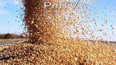 PMTV: La soja se derrumbó casi U$S 14/tn tras el informe del USDA