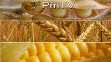 PMTV: Nuevas bajas para los futuros de soja. Preocupación por demanda china