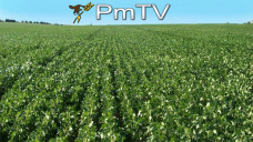 PMTV: La soja finalizó con saldo negativo en CBOT. El clima acompaña a Brasil