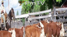 PMTV: La Soja escaló más de U$S 3/Tn; el Trigo ganó 5, y el Maíz ajustó con ínfimas subas