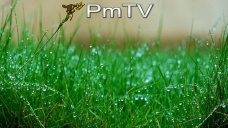 PMTV: La soja consolidó subas. Sigue el bloqueo en puertos de Brasil y se nota falta de granos