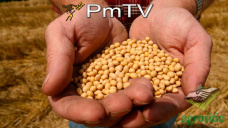 PMTV: Mercado de soja sin variaciones. El maíz cerró con alzas de 1 U$S/Tn