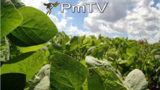 PMTV: La Soja cerró con subas de hasta tres dólares en CBOT. Maíz a la baja