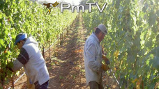 PMTV: Ínfimas perdidas para futuros de soja. El maíz ganó posiciones