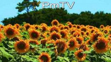 PMTV: La soja finalizó con ínfimas caídas y el maíz con alzas superiores a U$S 1/Tn