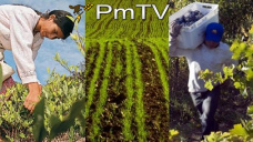 PMTV: Resumen semanal de mercados. $2150 marcó la soja en la plaza local