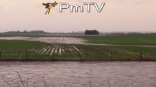 PMTV: Análisis semanal de granos. Maíz y trigo levemente en alza