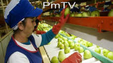 PMTV: Los futuros de soja, maíz y trigo finalizaron a la baja en CBOT