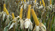 PMTV: Avances en siembra de soja. Alzas para la olaginosa de CBOT y sin cambios el maíz