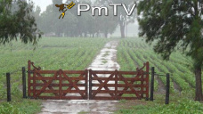 PMTV: Sin operatoria en CBOT, el mercado local concentró la actividad comercial en la soja