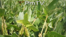 PMTV: Sostenidas bajas en contratos de soja, maíz y trigo. Menor variedad de ofertas local