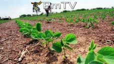 PMTV: Soja con tendencia ascendente. Ventas exteriores de maíz de EEUU en niveles superiores