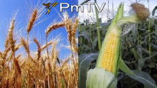 PMTV: Bajas de U$S 2/Tn en soja y de U$S 4/Tn en trigo. Mañana se publica el informe del USDA