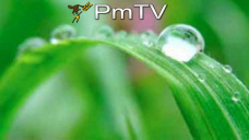 PMTV: Fuertes subas en CBOT: U$S 7/Tn en soja y U$S 3 en maíz