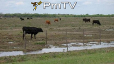 PMTV: Mercado local con fuerte demanda de fábricas por soja inmediata. Dólar avanzó 3 centavos