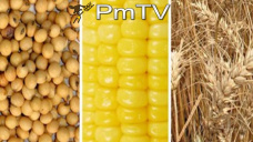 PMTV: Volatilidad en el mercado de soja. Maíz escaló más de U$S 3/Tn. Trigo estable