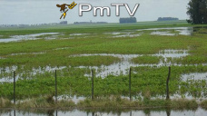 PMTV: La exportación se mantiene firme pagando $3900/Tn de soja